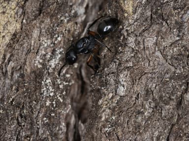 Polyrhachis femorata — queen photo 20