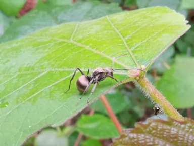 Polyrhachis illaudata photo 1