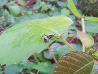 Polyrhachis illaudata photo 3