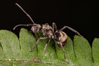 Polyrhachis illaudata photo 4