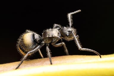 Polyrhachis illaudata photo 5