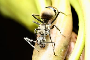 Polyrhachis illaudata photo 6