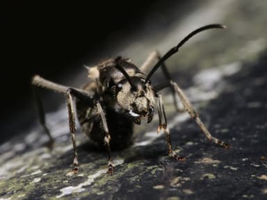 Polyrhachis illaudata photo 7