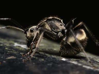 Polyrhachis illaudata photo 8