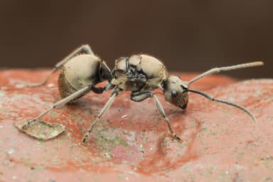 Polyrhachis illaudata photo 9
