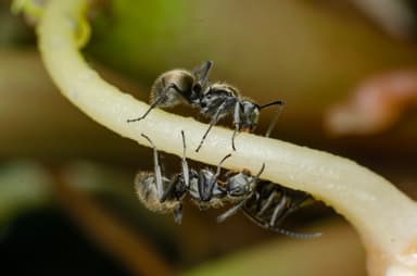 Polyrhachis illaudata photo 10