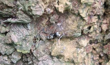 Polyrhachis illaudata photo 12