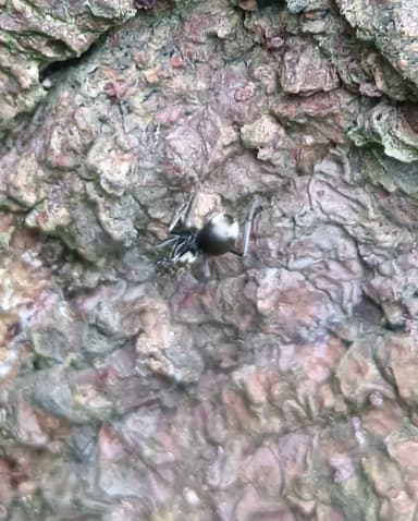 Polyrhachis illaudata photo 13