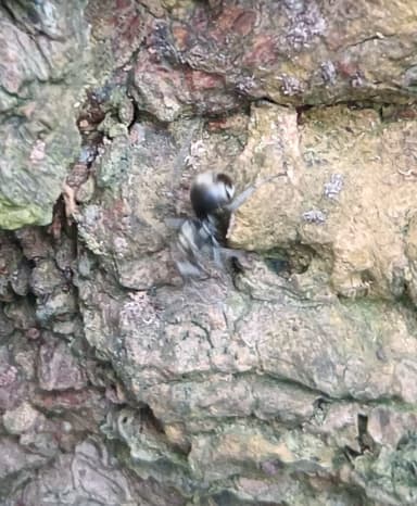 Polyrhachis illaudata photo 15