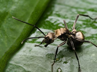 Polyrhachis illaudata photo 16