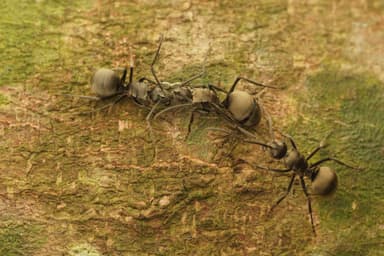 Polyrhachis illaudata photo 17