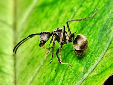 Polyrhachis illaudata photo 18