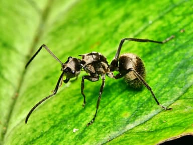 Polyrhachis illaudata photo 19