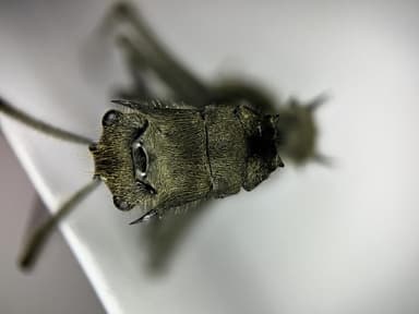 Polyrhachis illaudata photo 22