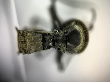 Polyrhachis illaudata photo 23