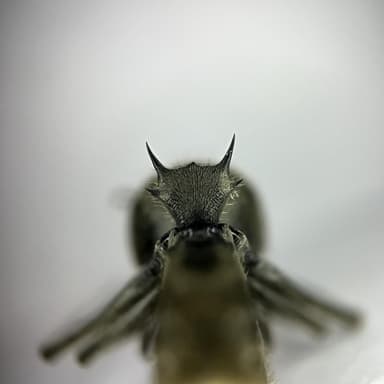 Polyrhachis illaudata photo 24