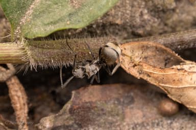 Polyrhachis illaudata photo 25