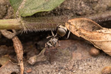 Polyrhachis illaudata photo 26