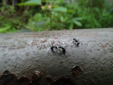 Polyrhachis illaudata photo 27