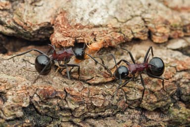 Polyrhachis lamellidens photo 6