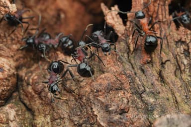 Polyrhachis lamellidens photo 7