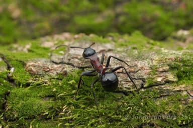 Polyrhachis lamellidens photo 8
