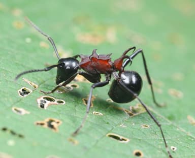 Polyrhachis lamellidens photo 9