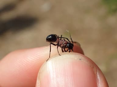Polyrhachis lamellidens photo 10