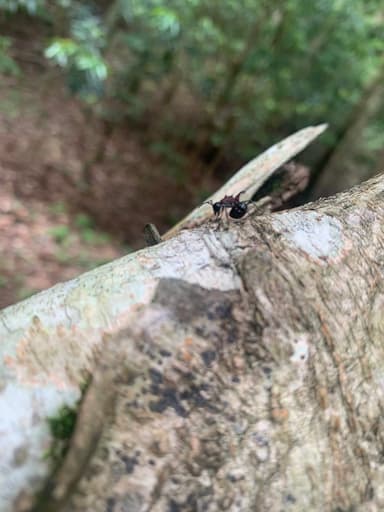 Polyrhachis lamellidens photo 11