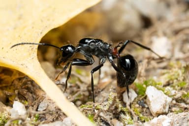 Polyrhachis lamellidens photo 16