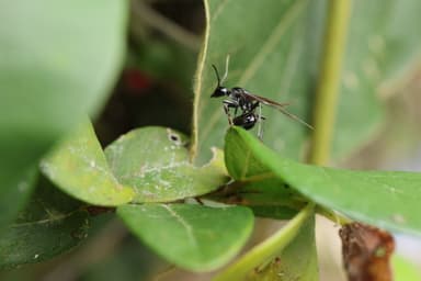 Polyrhachis lamellidens — queen photo 18