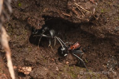 Polyrhachis lamellidens — worker photo 40