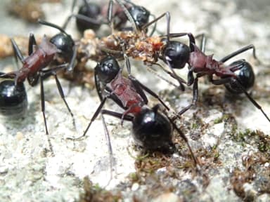 Polyrhachis lamellidens photo 51