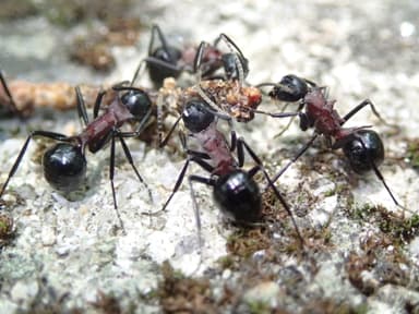 Polyrhachis lamellidens photo 52