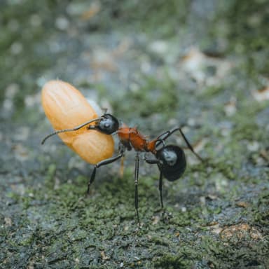 Polyrhachis lamellidens photo 55
