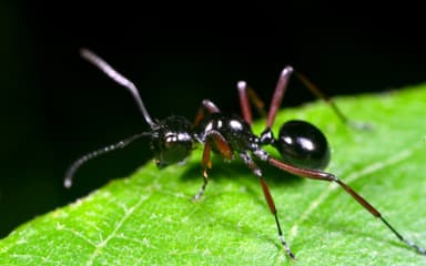 Polyrhachis rastellata photo 5
