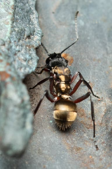 Polyrhachis rufifemur photo 8