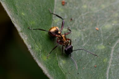 Polyrhachis rufifemur photo 10