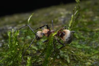 Polyrhachis ypsilon photo 6