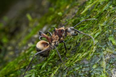 Polyrhachis ypsilon photo 8