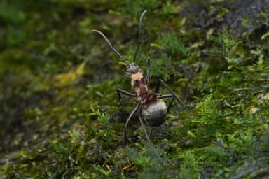 Polyrhachis ypsilon photo 9
