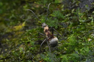 Polyrhachis ypsilon photo 10