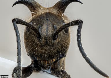 Polyrhachis ypsilon photo 13