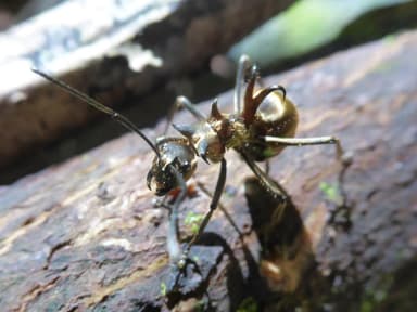 Polyrhachis ypsilon photo 16