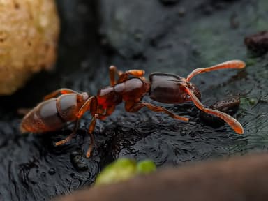 Ponera coarctata photo 1