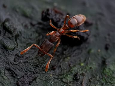 Ponera coarctata photo 2