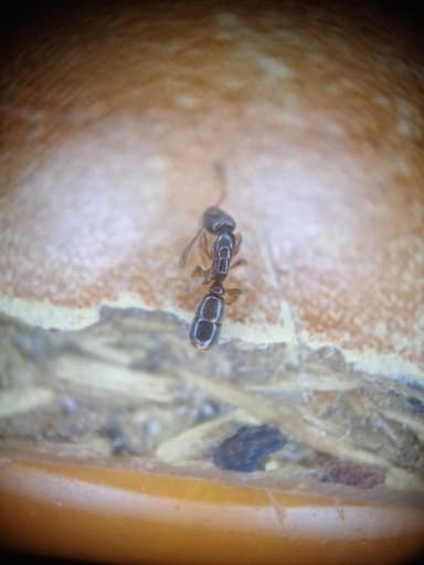 Ponera coarctata — colony photo 11