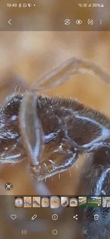 Ponera coarctata — colony photo 12