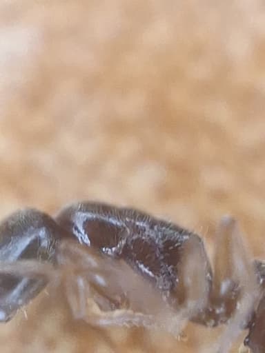 Ponera coarctata — colony photo 13