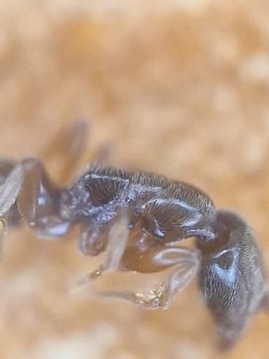 Ponera coarctata — colony photo 14